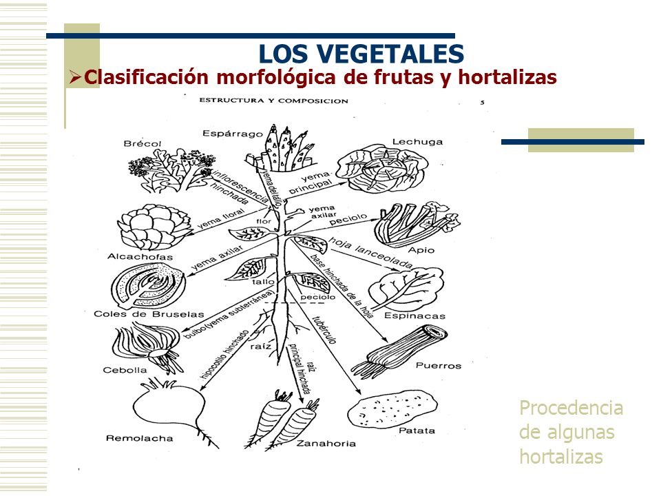 Clasificacion verduras y hortalizas